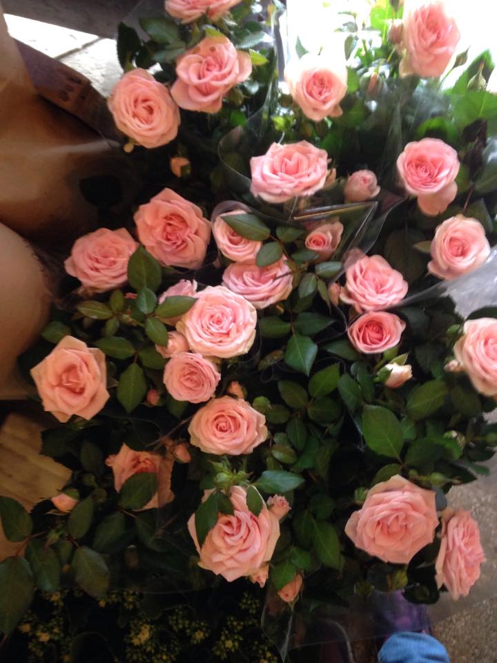 Rose